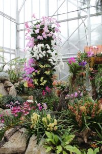 Farebne kvitnúce rastliny v skleníku