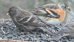 Dva rôzne vtáky si pochutnávajú na potrave v kŕmidle