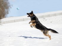 Hráčska vášeň psov