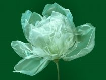 Príroda v plastovej dobe: Ako mikroplasty ovplyvňujú rastliny?