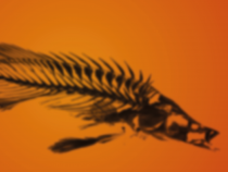 My sme ryby! Kam v skutočnosti patríme podľa evolučnej biológie?