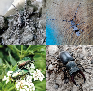 Koláž fotografií článkonožcov a hmyzu