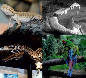 Koláž fotografií živočíchov: Plazy, vtáky a dinosaury