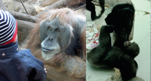 Gorila a orangutan v zoo