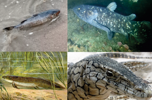 Koláž fotografií rýb a plazov