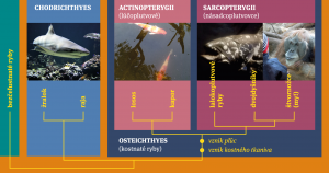 Strom (kladogram) znázorňujúci fylogenetickú príbuznosť rýb.