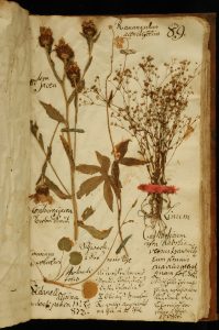 Historický herbár s rastlinami