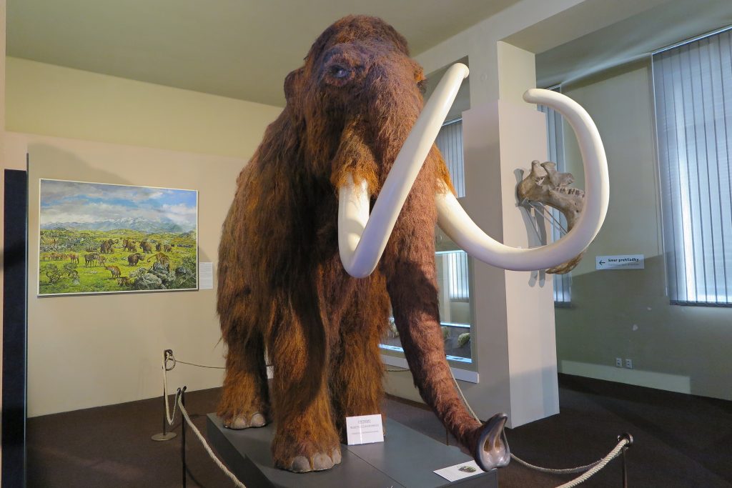Mamut v múzeu