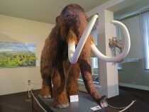 Príbeh mamuta zo Senca