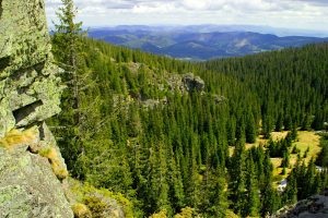 Ihličnatý horský les