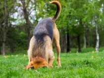 Pes rozkladá riziko