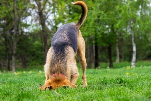 Pes kope jamu v parku