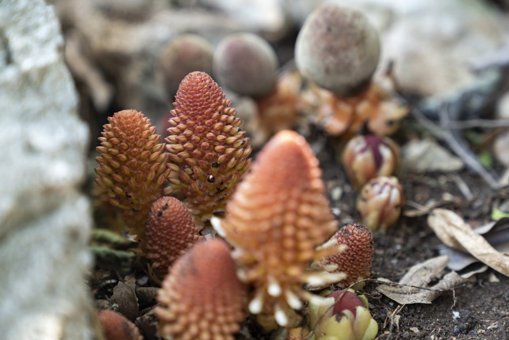 Červenohnedá rastlina