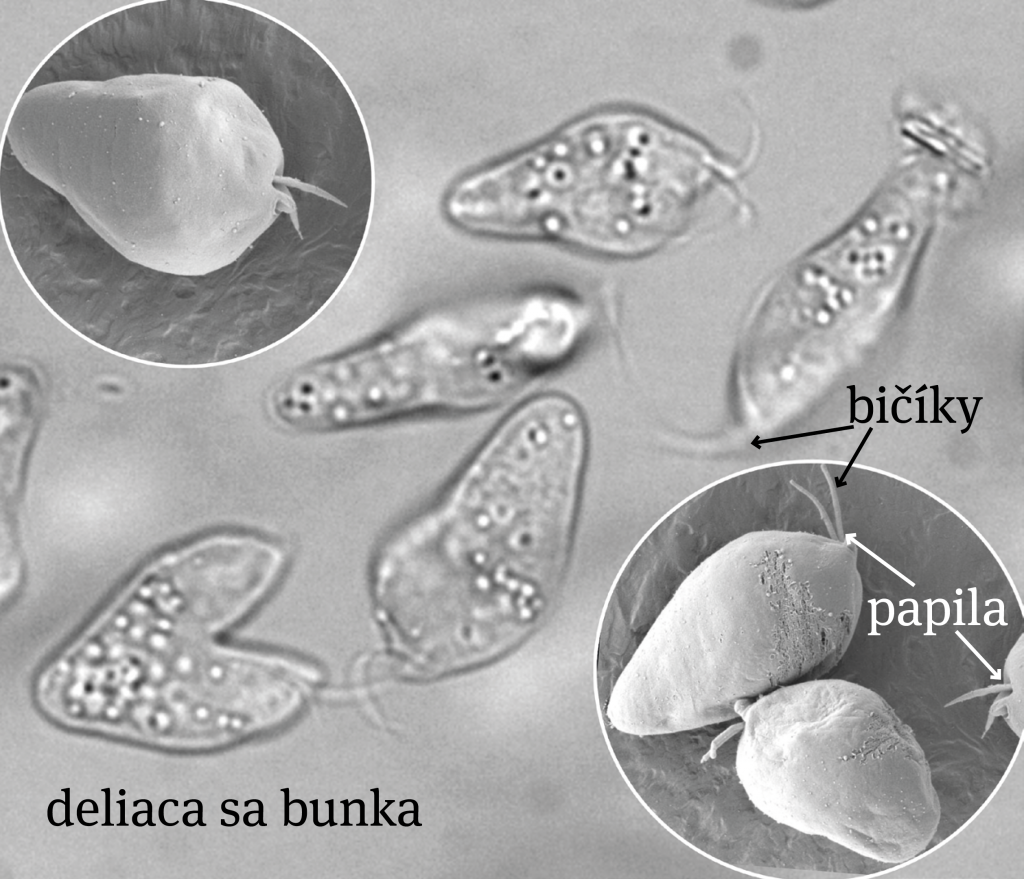 Bunky pod mikroskopom