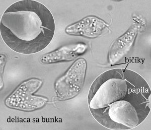 Bunky pod mikroskopom