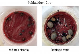 Porovnanie fáz cicania pri umelom kŕmení kliešťov