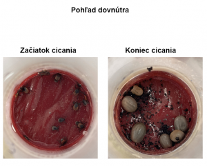 Porovnanie fáz cicania pri umelom kŕmení kliešťov