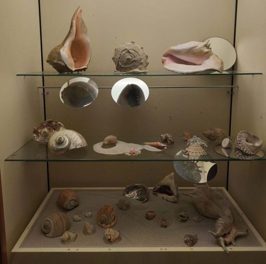 Mäkkýše v sklenej vitríne v múzeu