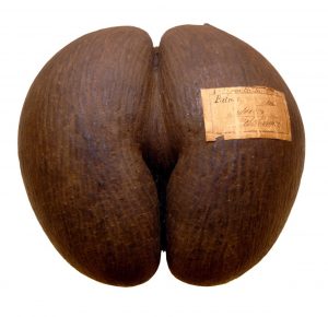 Semeno palmy lodoicey seychelskej