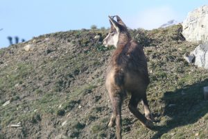 Kamzík stojí na trávnatom teréne a obhliada si okolia