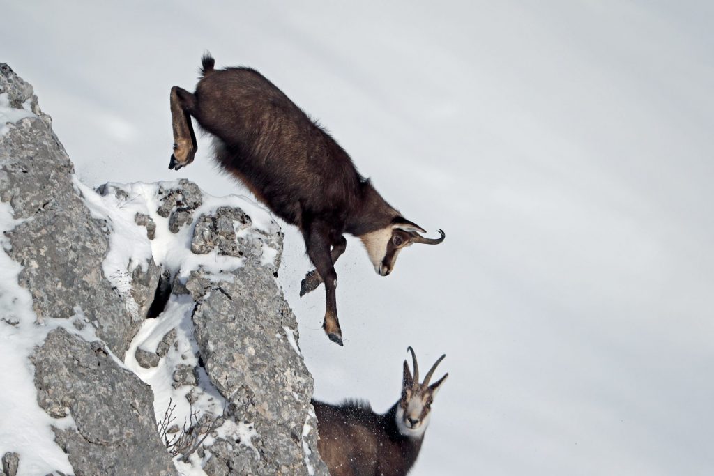 Kamzík pri prekonávaní skál skokom