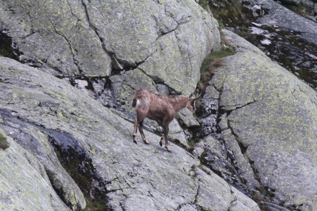 Kamzík v strmom teréne