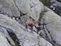 Kamzičie kroky a skoky