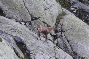 Kamzík v strmom teréne