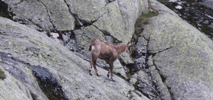 Kamzičie kroky a skoky
