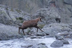 Preskoky kamzíka po skalách cez vodu
