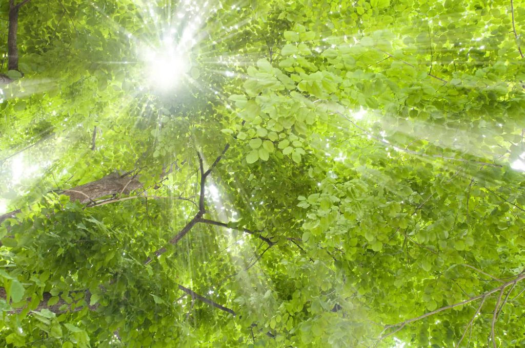 Slnečné lúče prenikajú cez stromy.