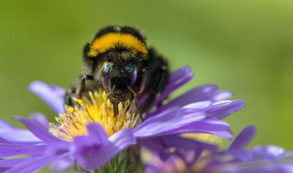 Čmeliak sedí na fialovom kvete rastliny