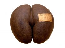 Coco de mer: Najväčšie semeno v rastlinnej ríši