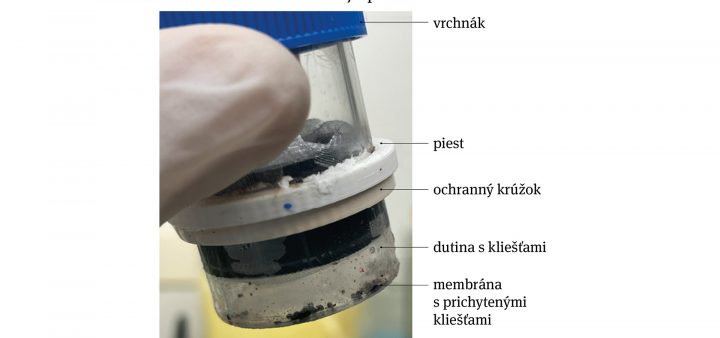 Kliešte v priamom prenose