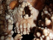 Obyčajné nosy v ľadovej dobe