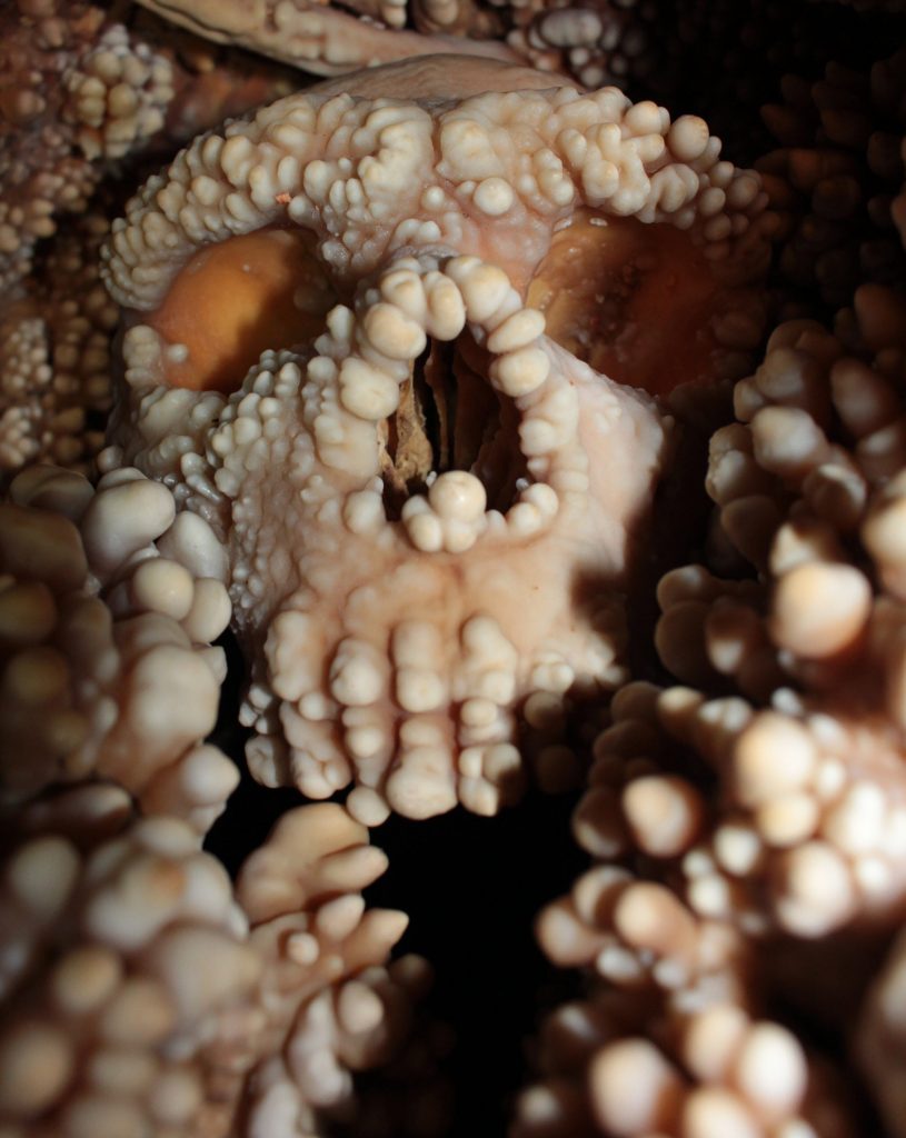 Čelný pohľad na lebku