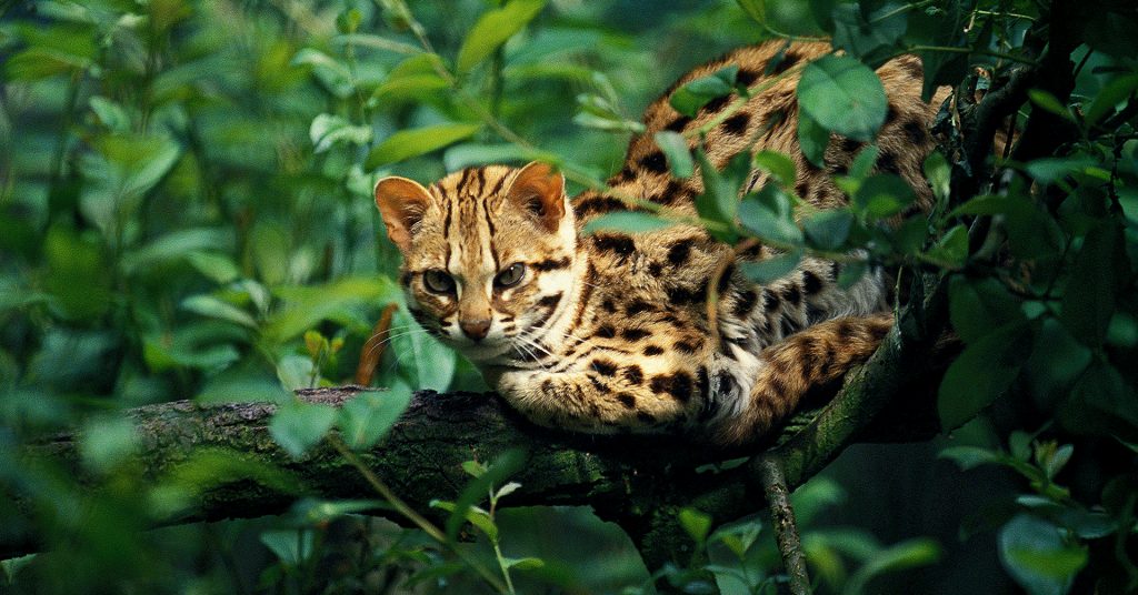 Mačka bengálska uprostred vegetácie