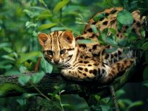 Mačka – ale aká?