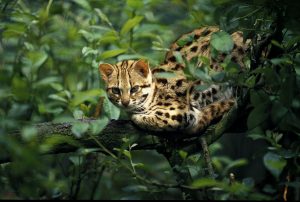 Mačka bengálska uprostred vegetácie