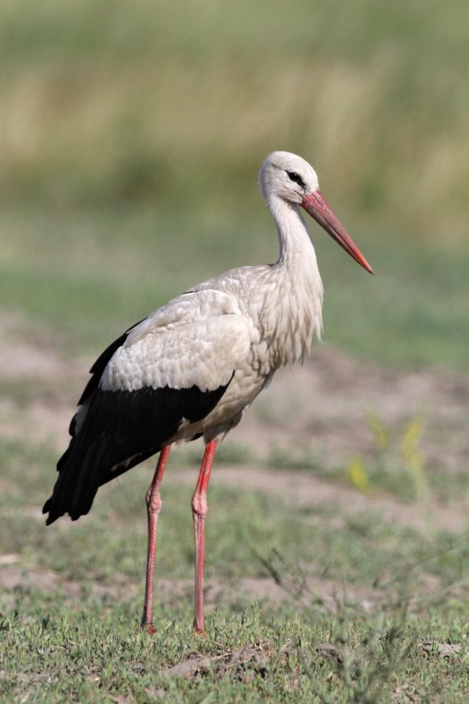 Bielo-čierny vták s dlhými nohami a zobákom