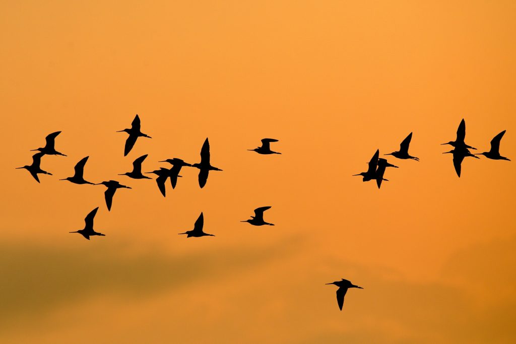 Vtáky za letu počas západu Slnka