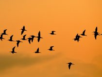 Sto rokov československej ornitológie