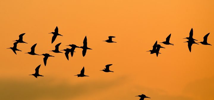 Sto rokov československej ornitológie