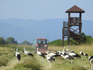 Traktor kosí lúku a za ním sa objavuje skupina bocianov
