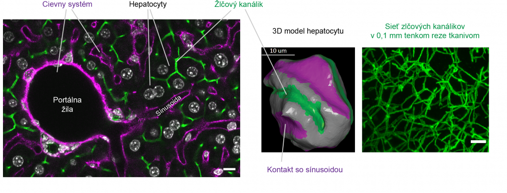 Prierez tkanivom pečene pod mikroskopom