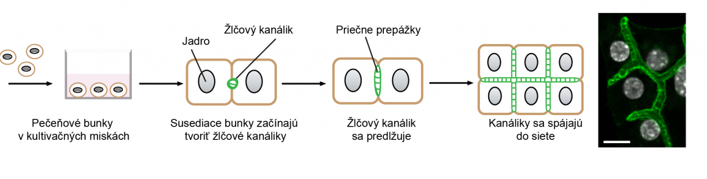 Proces kultivácie izolovaných pečeňových buniek