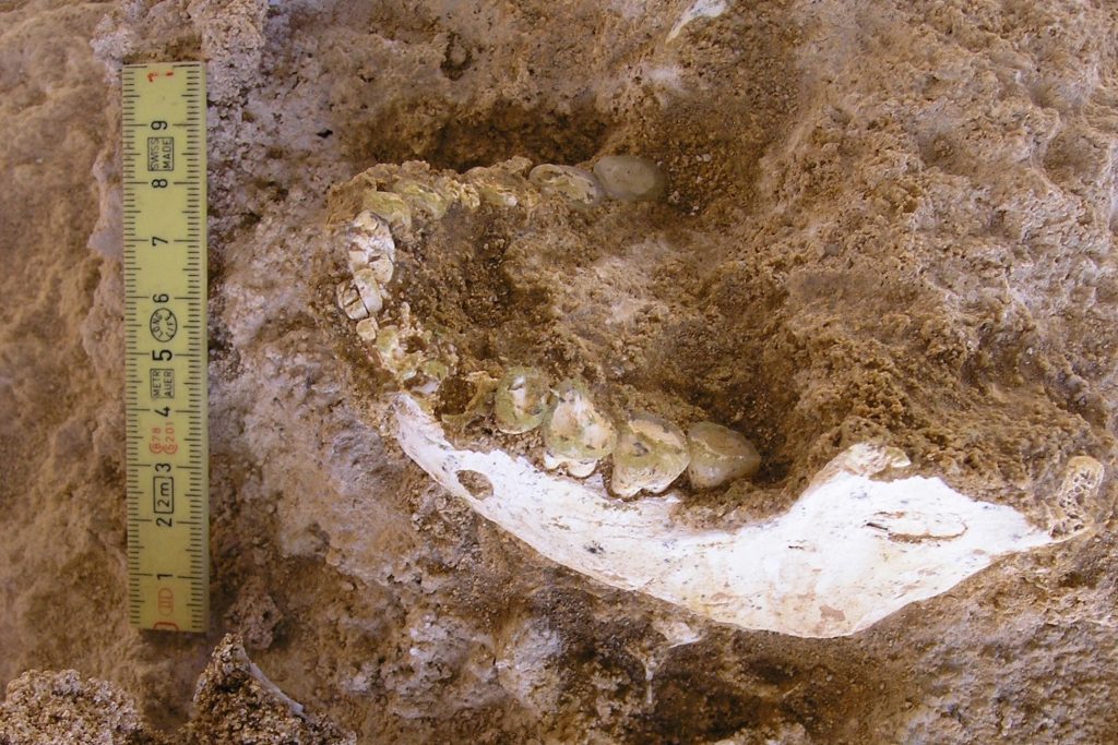 Praveká ľudská sánka