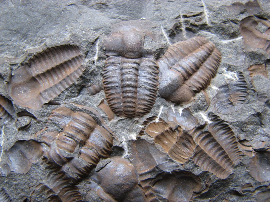 Trilobity v kameni