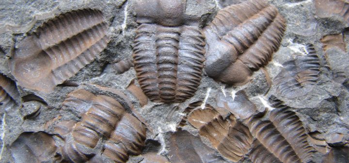 Život ukrytý v kameni: Paleontológia v Prírodovednom múzeu SNM