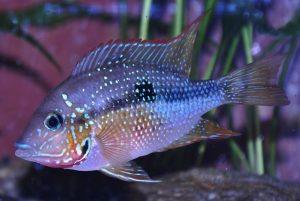 Ryba s falošným okom na bočnej strane